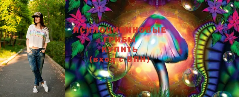 Галлюциногенные грибы Psilocybine cubensis  OMG ONION  Заинск 